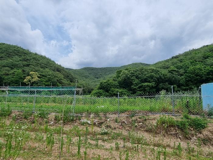 경상북도 의성군 점곡면 사촌리 산13-1 임야 경매 사진 5