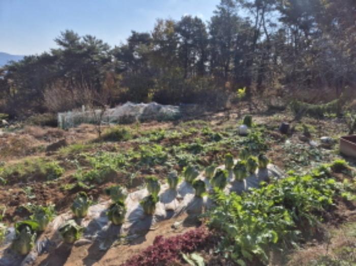 울산광역시 중구 성안동 815 전 경매 사진 6