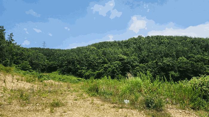 경상남도 창원시 진해구 청안동 산91-1 임야 경매 사진 1