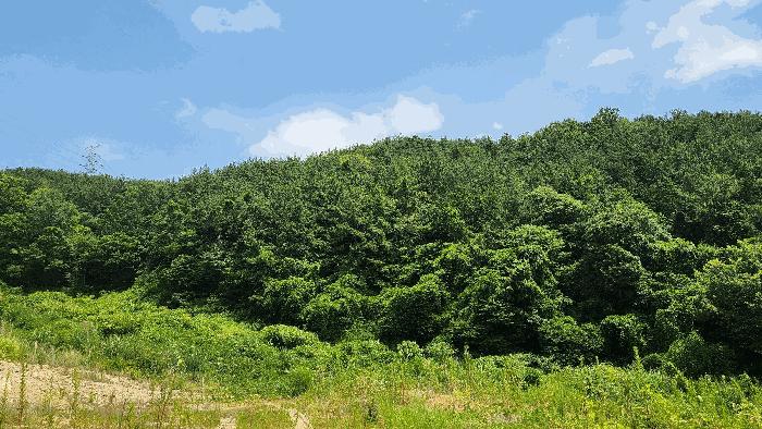 경상남도 창원시 진해구 청안동 산91-1 임야 경매 사진 3