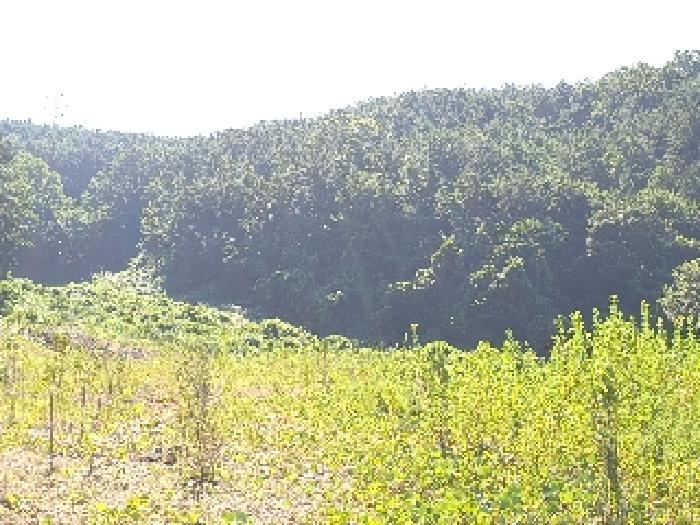 경상남도 창원시 진해구 청안동 산91-1 임야 경매 사진 5