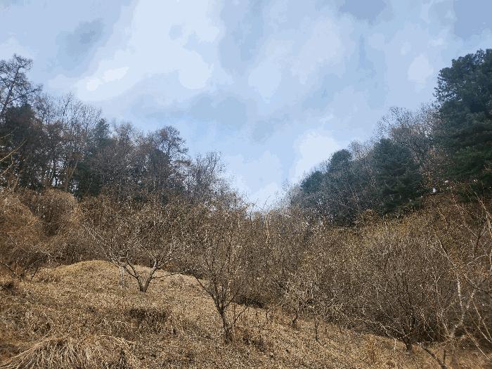 경기도 가평군 가평읍 산유리 산252-3 임야 경매 사진 2