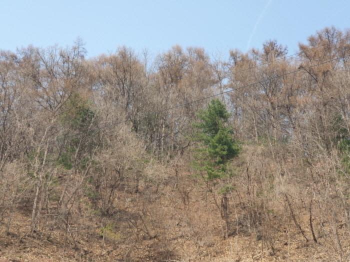 경기도 가평군 가평읍 산유리 산252-3 임야 경매 사진 5