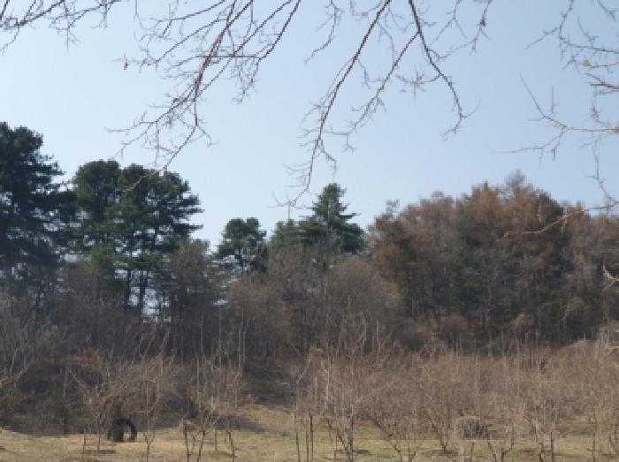 경기도 가평군 가평읍 산유리 산252-3 임야 경매 사진 6