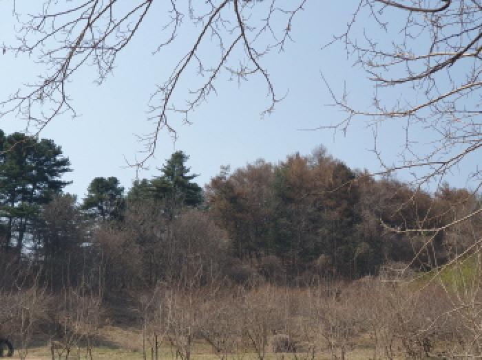 경기도 가평군 가평읍 산유리 산252-3 임야 경매 사진 7