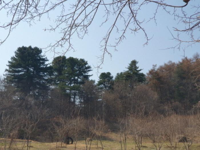 경기도 가평군 가평읍 산유리 산252-3 임야 경매 사진 8