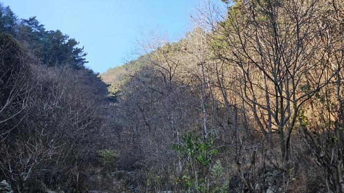경상남도 창원시 마산회원구 내서읍 삼계리 산101 임야 경매 사진 4