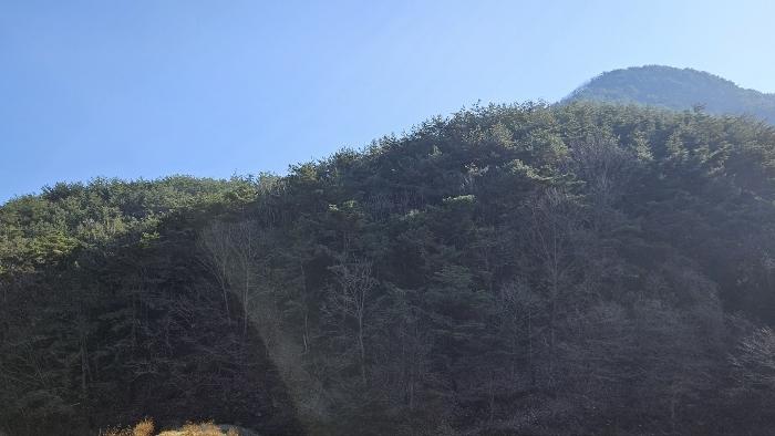 경상남도 창원시 마산회원구 내서읍 삼계리 산115 임야 경매 사진 6