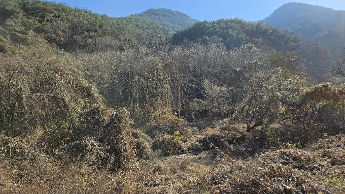 경상남도 창원시 마산회원구 내서읍 삼계리 1405 임야 경매 사진 8