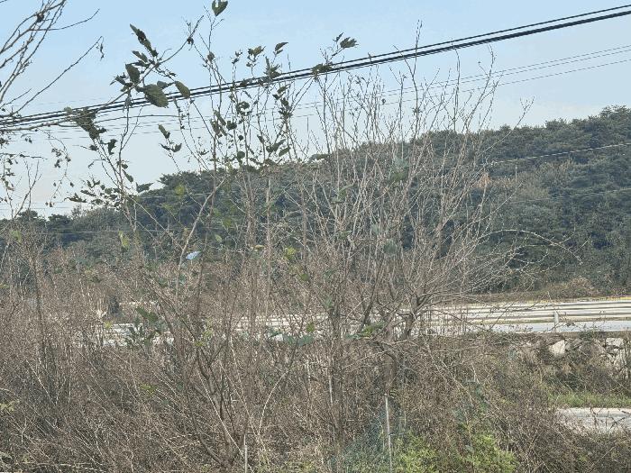 세종특별자치시 금남면 달전리 699-87 답 경매 사진 10