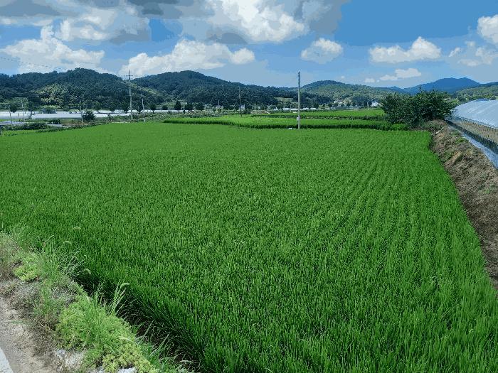 충청남도 서천군 시초면 후암리 327-5 답 경매 사진 2