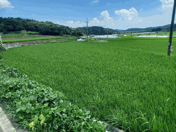 충청남도 서천군 시초면 후암리 327-5 답 경매 사진 3