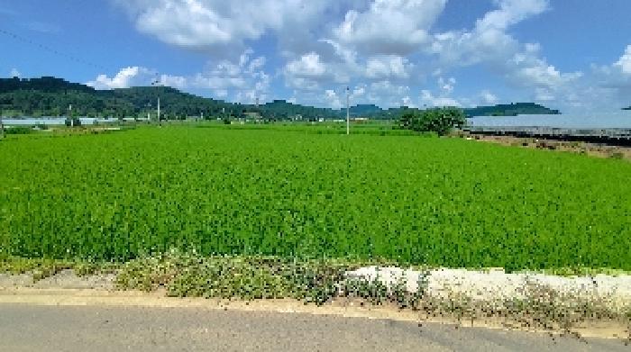 충청남도 서천군 시초면 후암리 327-5 답 경매 사진 9