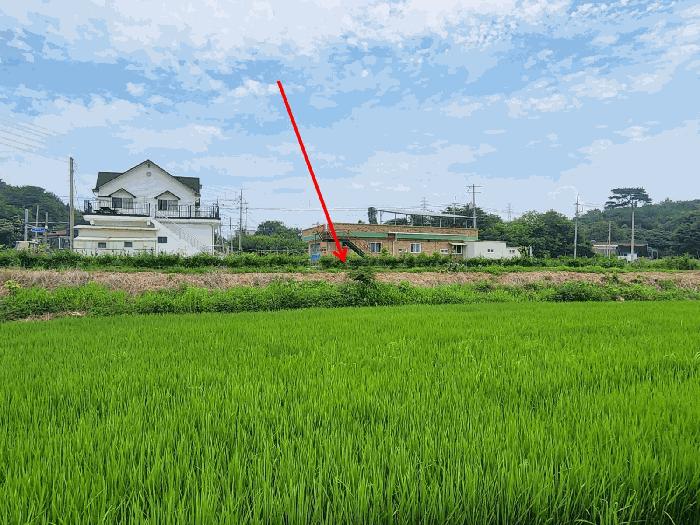 충청남도 당진시 석문면 교로리 839 답 경매 사진 15