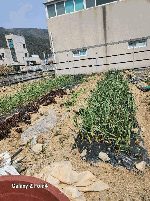 부산광역시 강서구 녹산동 1326-8 대지 경매 사진 4