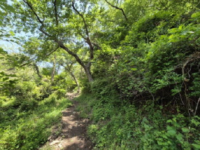 부산광역시 사하구 감천동 산72 임야 경매 사진 5