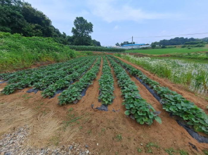 충청남도 당진시 송악읍 석포리 산58-7 임야 경매 사진 15