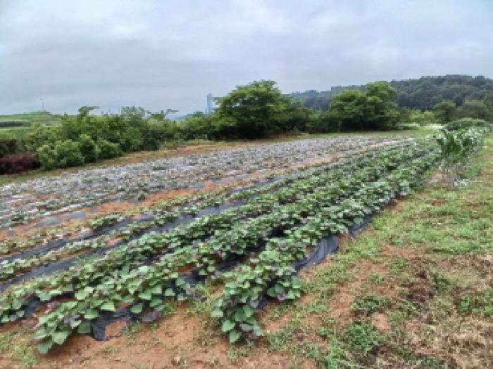 충청남도 당진시 석문면 통정리 163-2 전 경매 사진 33