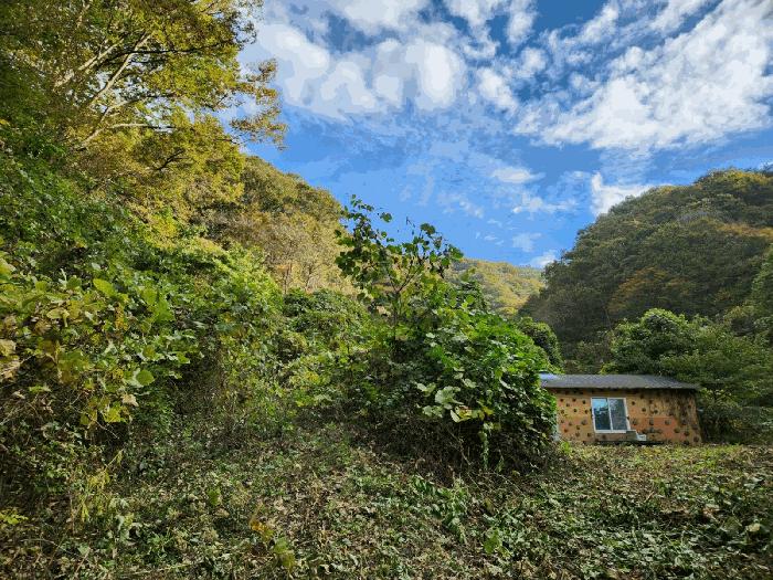 전라남도 화순군 동복면 가수리 산101 임야 경매 사진 3