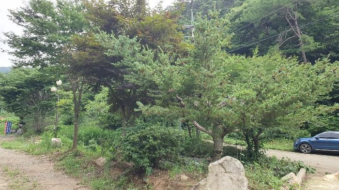 전라남도 장성군 북이면 죽청리 680-1 답 경매 사진 12