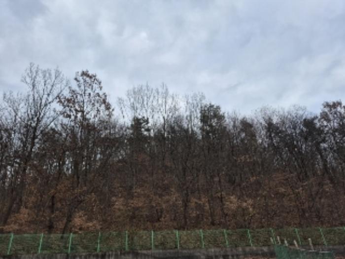 전라남도 화순군 도곡면 죽청리 산15-23 임야 경매 사진 6
