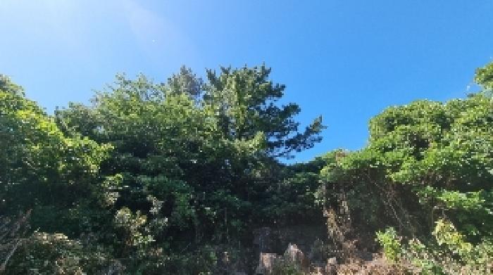 제주특별자치도 서귀포시 표선면 표선리 1332-5 임야 경매 사진 7