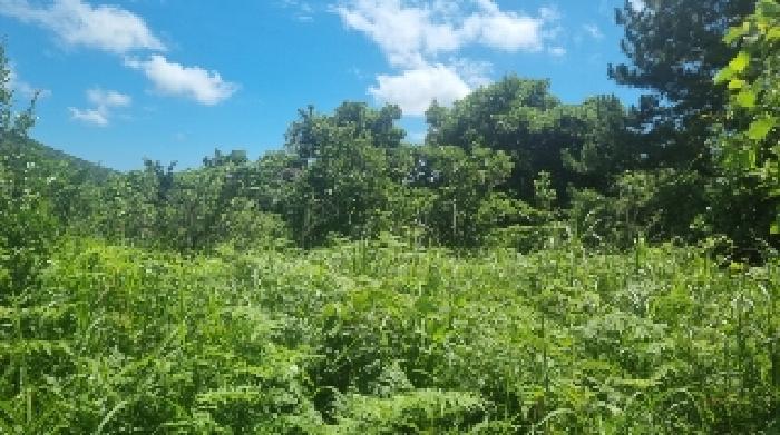 제주특별자치도 서귀포시 성산읍 난산리 2509-7 임야 경매 사진 13