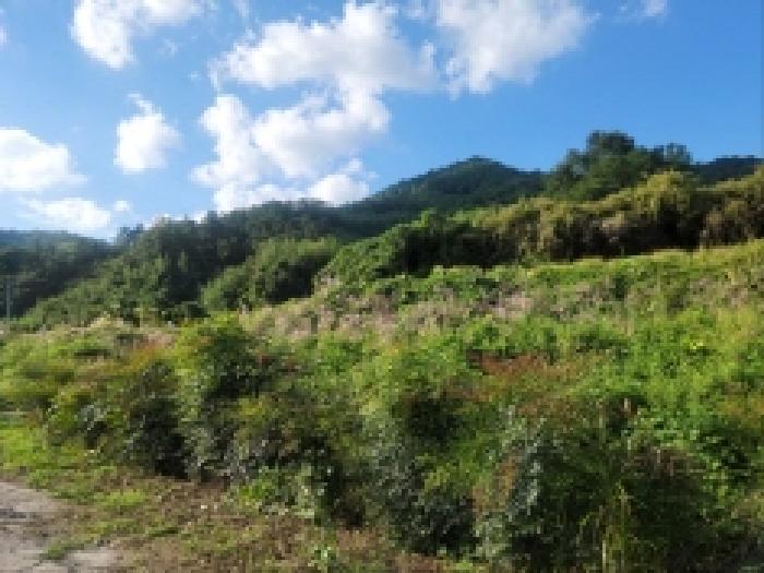 전라남도 보성군 조성면 신월리 513 답 경매 사진 7