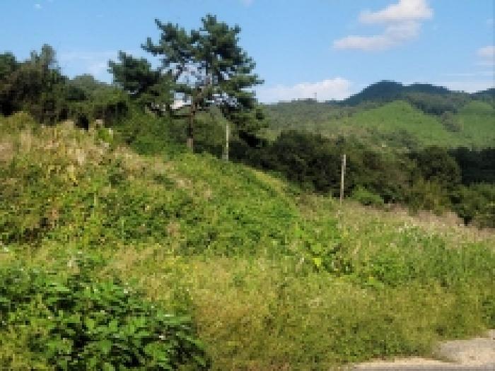 전라남도 보성군 조성면 신월리 513 답 경매 사진 9
