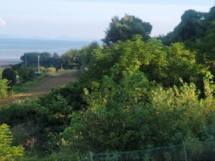 전라남도 보성군 벌교읍 대포리 545 전 경매 사진 13