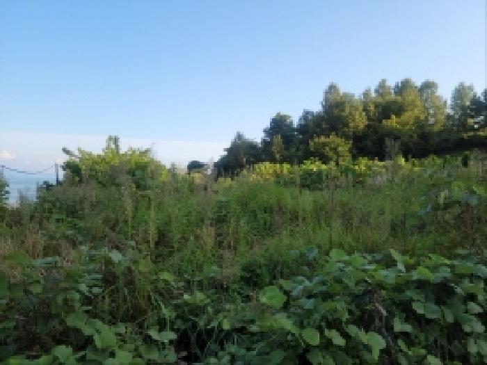 전라남도 보성군 벌교읍 대포리 545 전 경매 사진 16