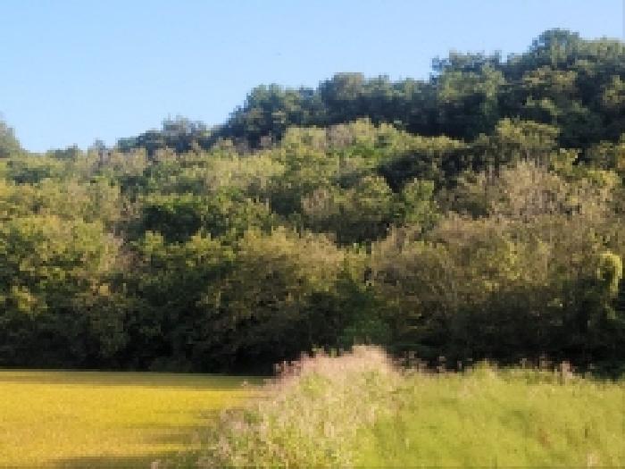 전라남도 보성군 벌교읍 대포리 542 전 경매 사진 18