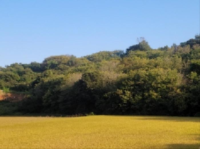 전라남도 보성군 벌교읍 대포리 541-1 전 경매 사진 19
