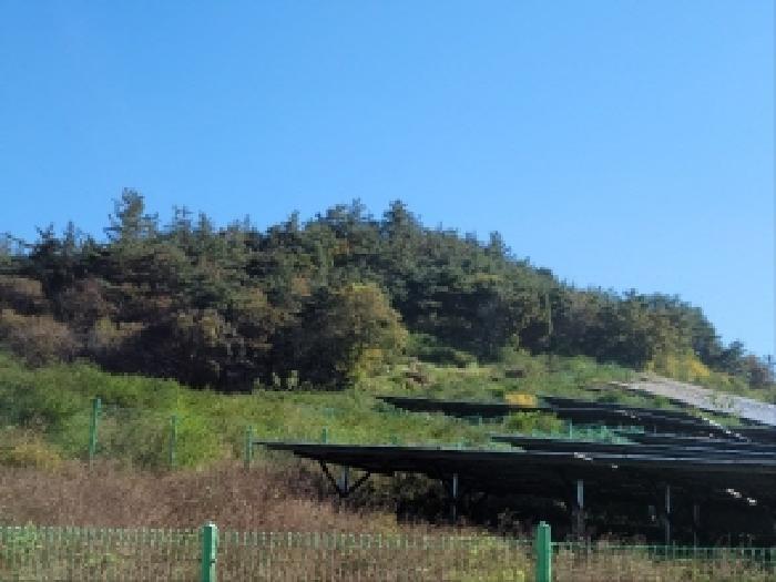 전라남도 보성군 노동면 대련리 산37 임야 경매 사진 4