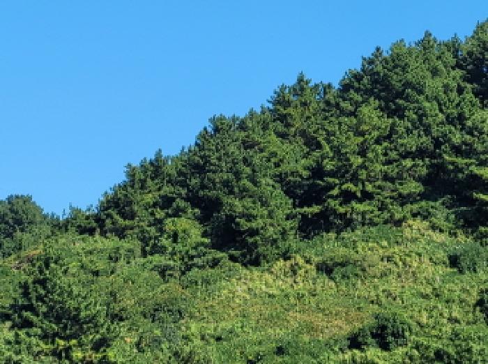 전라남도 여수시 삼산면 동도리 568-2 전 경매 사진 19