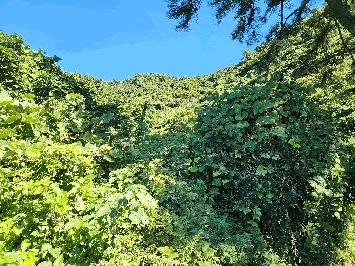 전라남도 여수시 삼산면 동도리 568-2 전 경매 사진 6