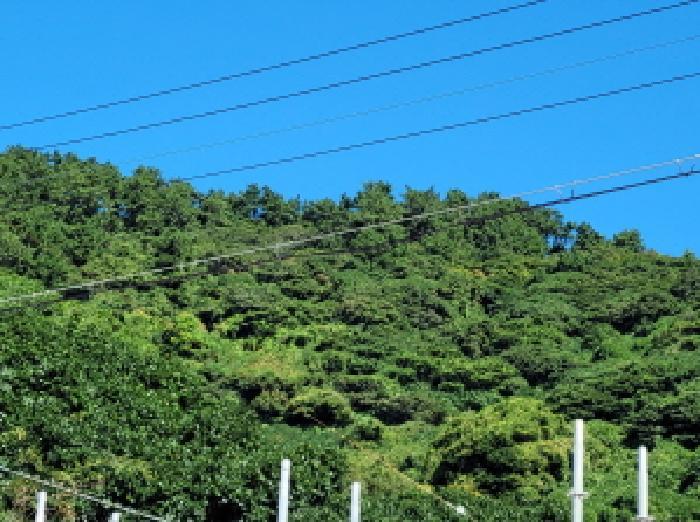 전라남도 여수시 삼산면 동도리 1064 답 경매 사진 16