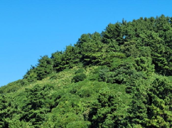 전라남도 여수시 삼산면 동도리 산106 임야 경매 사진 17