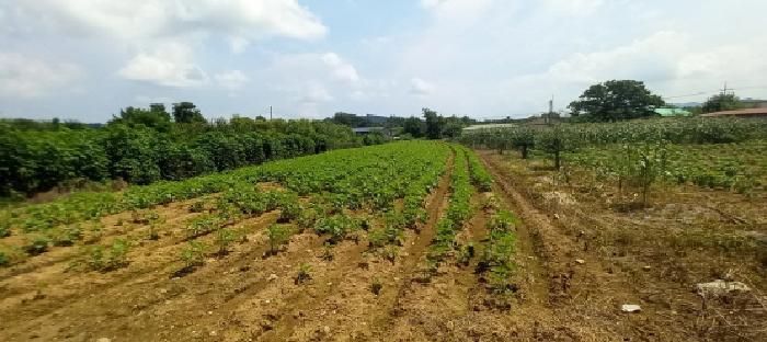 경기도 연천군 미산면 삼화리 96 답 경매 사진 5