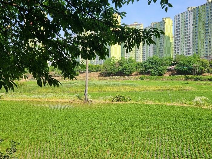 경기도 화성시 향남읍 하길리 419-13 답 경매 사진 2