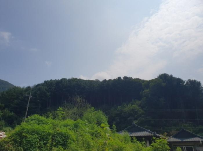 경기도 양평군 서종면 수능리 산17 임야 경매 사진 9