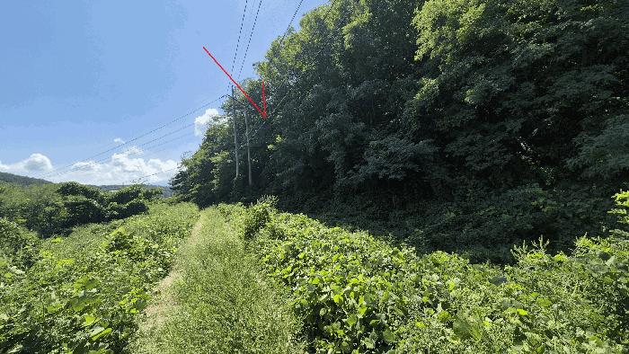 강원 고성군 임야