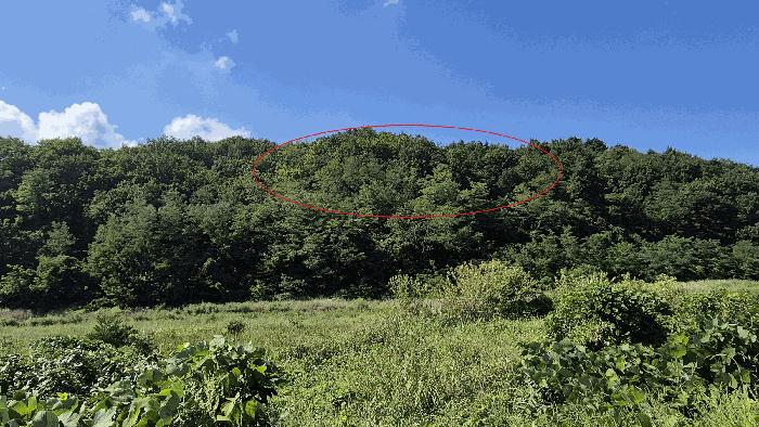강원특별자치도 고성군 토성면 운봉리 154-3 임야 경매 사진 12