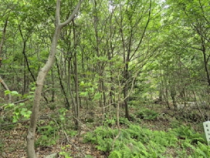 울산광역시 울주군 서생면 화정리 산17 임야 경매 사진 6