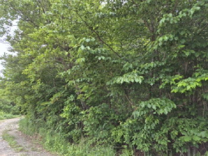 울산광역시 울주군 서생면 화정리 산17 임야 경매 사진 8