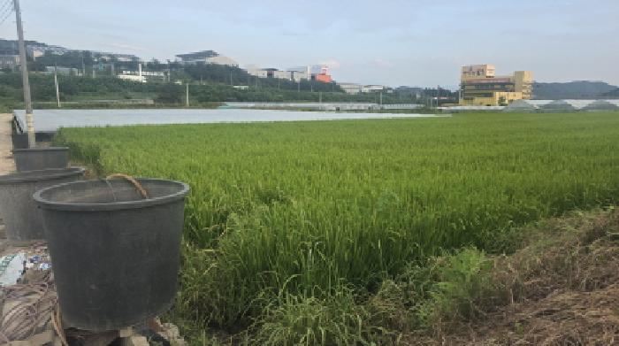 경상북도 칠곡군 왜관읍 아곡리 547-1 답 경매 사진 4