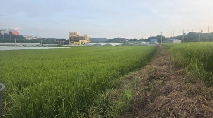 경상북도 칠곡군 왜관읍 아곡리 547-1 답 경매 사진 5