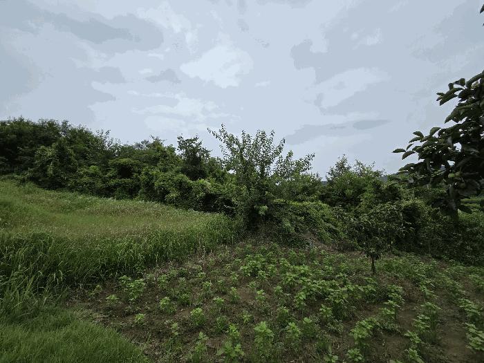 경상북도 청도군 금천면 갈지리 산59 임야 경매 사진 2
