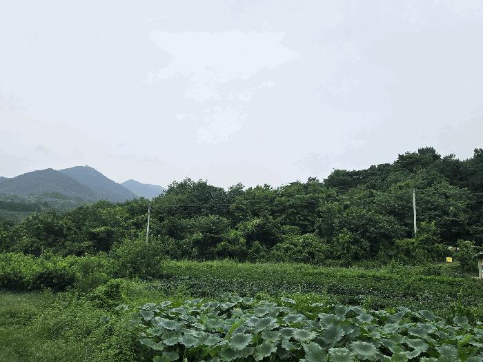 경상북도 청도군 금천면 갈지리 산59 임야 경매 사진 4