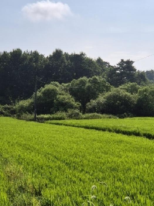 광주광역시 광산구 본덕동 495-4 답 경매 사진 5